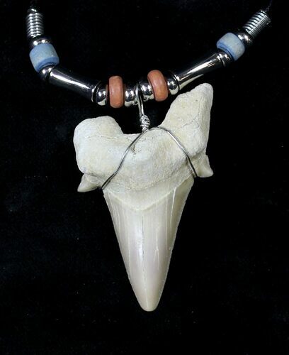 Fossil Otodus Shark Tooth Necklace #19657